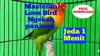 Download lagu 🔴Masteran Murai batu Love Bird Ngekek jeda 1 menit mp3