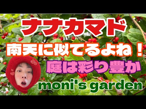 モラヴィアのナナカマド 植物