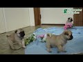 Pug dogs for sale: Toby - Video 1