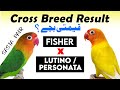 green fisher x lutino | Cross breed | Green fischer x Lutino | lutino personata & fisher cross breed