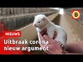 Petitie van 'halve wijk' om nertsenfarm eerder te laten sluiten | Omroep Brabant