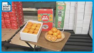 お中元シーズン前に｢温室ミカン｣が出荷最盛期 皮が薄く甘みが強い おすすめの食べ方は？愛知･蒲郡市