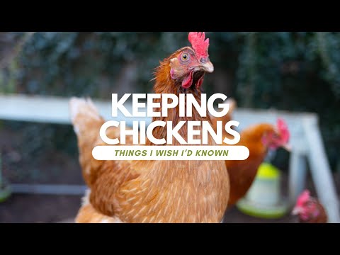 , title : 'Keeping Chickens For Beginners UK | What I Wish I Knew Before Getting Chickens'