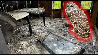 Did Owls DESTROY My Deer Blind?!