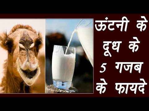 Benefits of camel milk