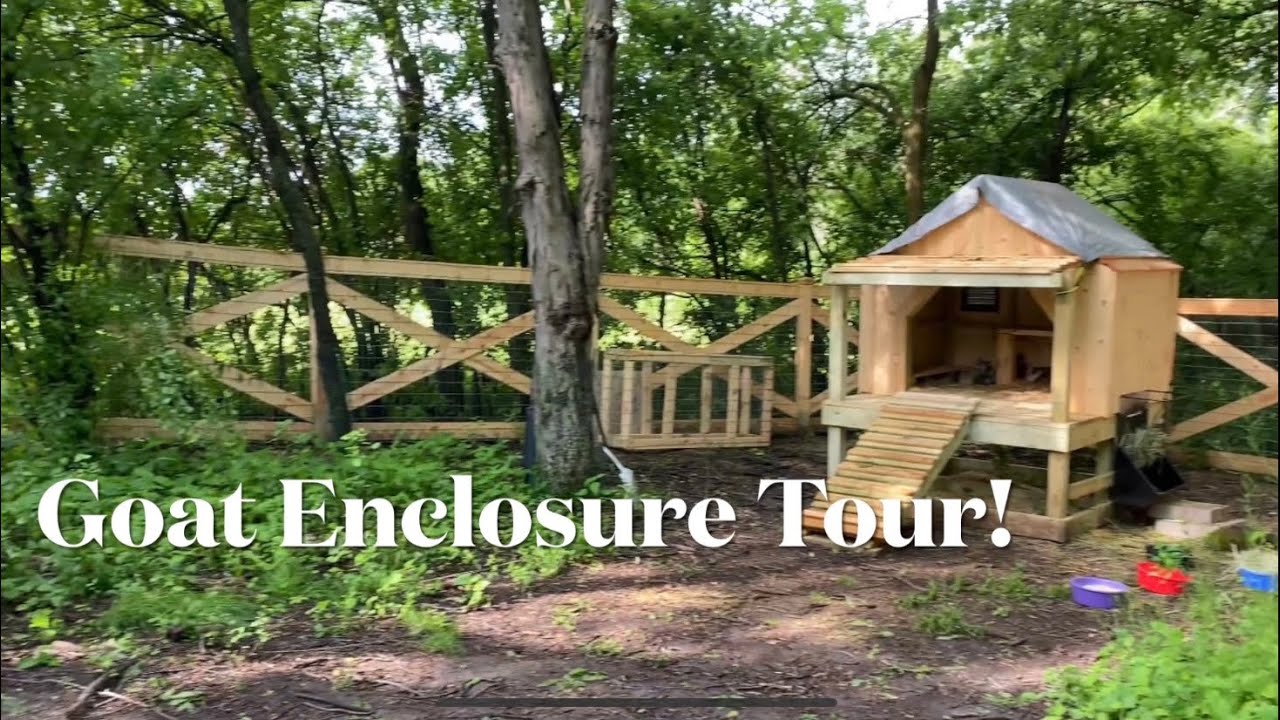 Nigerian Dwarf Goat Enclosure Tour!