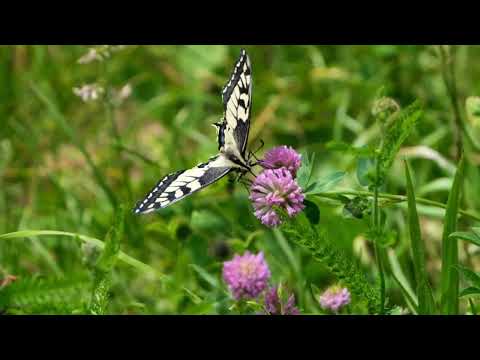 Flower - Relaxing Guitar Music • Nature Sounds | Relaxing Nature Background afsana travel