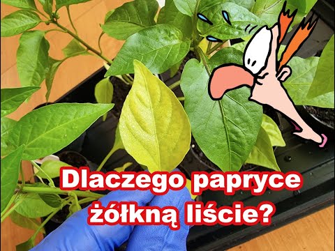, title : 'Papryce żółkną liście na etapie sadzonek - dlaczego?'