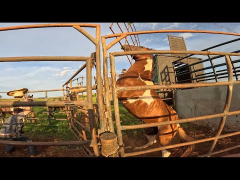 ACIDENTE GRAVE COM CAVALO !! NÃO ASSISTA