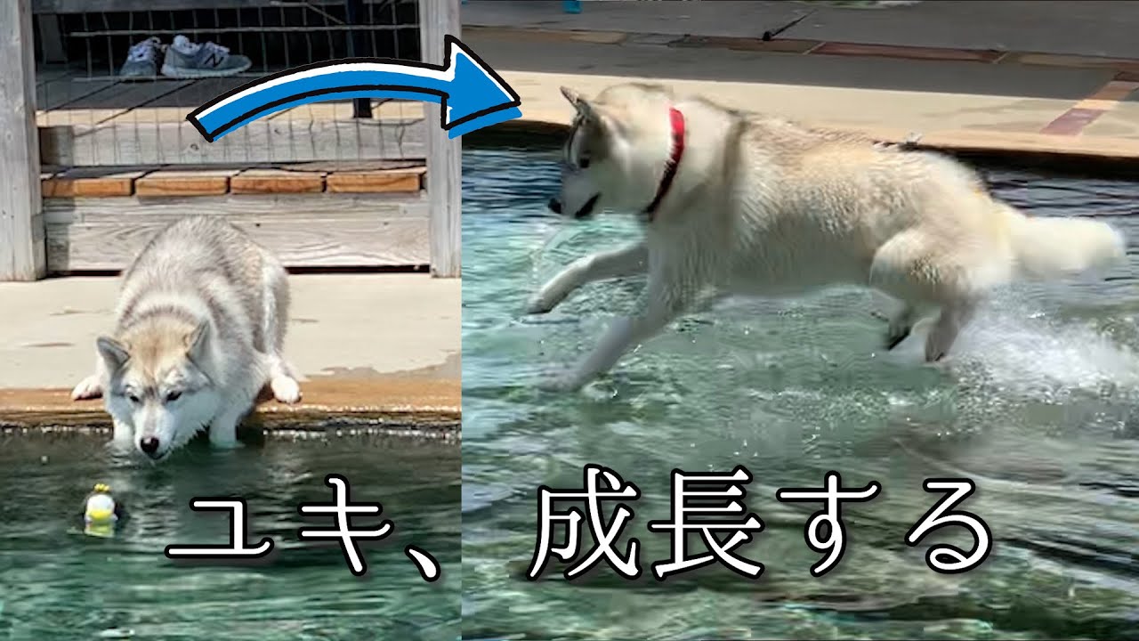 ハスキー界隈で最も泳ぎが上手い犬はこちらです