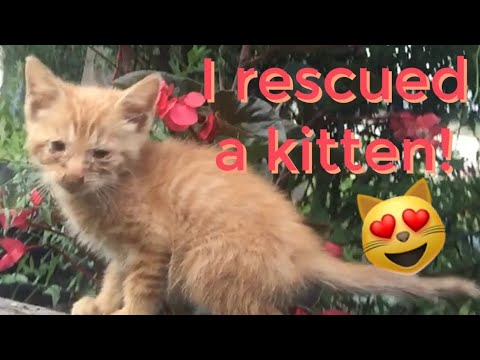 I Rescued A Kitten