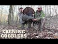 Hunting Turkeys In The Evening