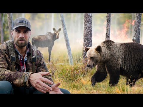 Viltsamverkan i brandens spår