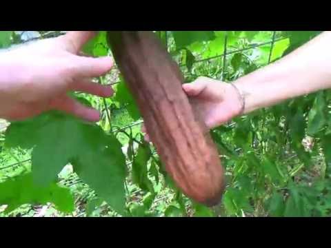 Luffa Harvesting to make a luffa sponge - YouTube