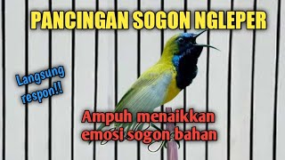 Download lagu PANCINGAN SOGON PALING AMPUH!! CUKUP 1 MENIT SOGON MANAPUN BAKALAN NYAUT DAN IKUT GACOR mp3 Download lagu PANCINGAN SOGON PALING AMPUH!! CUKUP 1 MENIT SOGON MANAPUN BAKALAN NYAUT DAN IKUT GACOR mp3