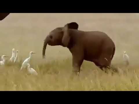 Baby elephant