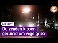 Duizenden kippen in Barneveld geruimd om vogelgriep
