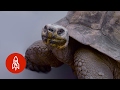 The Galapagos Giant Tortoise On A Comeback