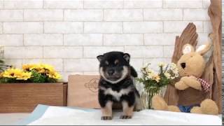 Video preview image #1 Shiba Inu Puppy For Sale in SAN DIEGO, CA, USA