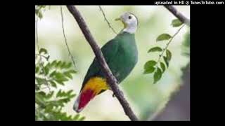 Download lagu Suara pikat Burung walik kembang mp3