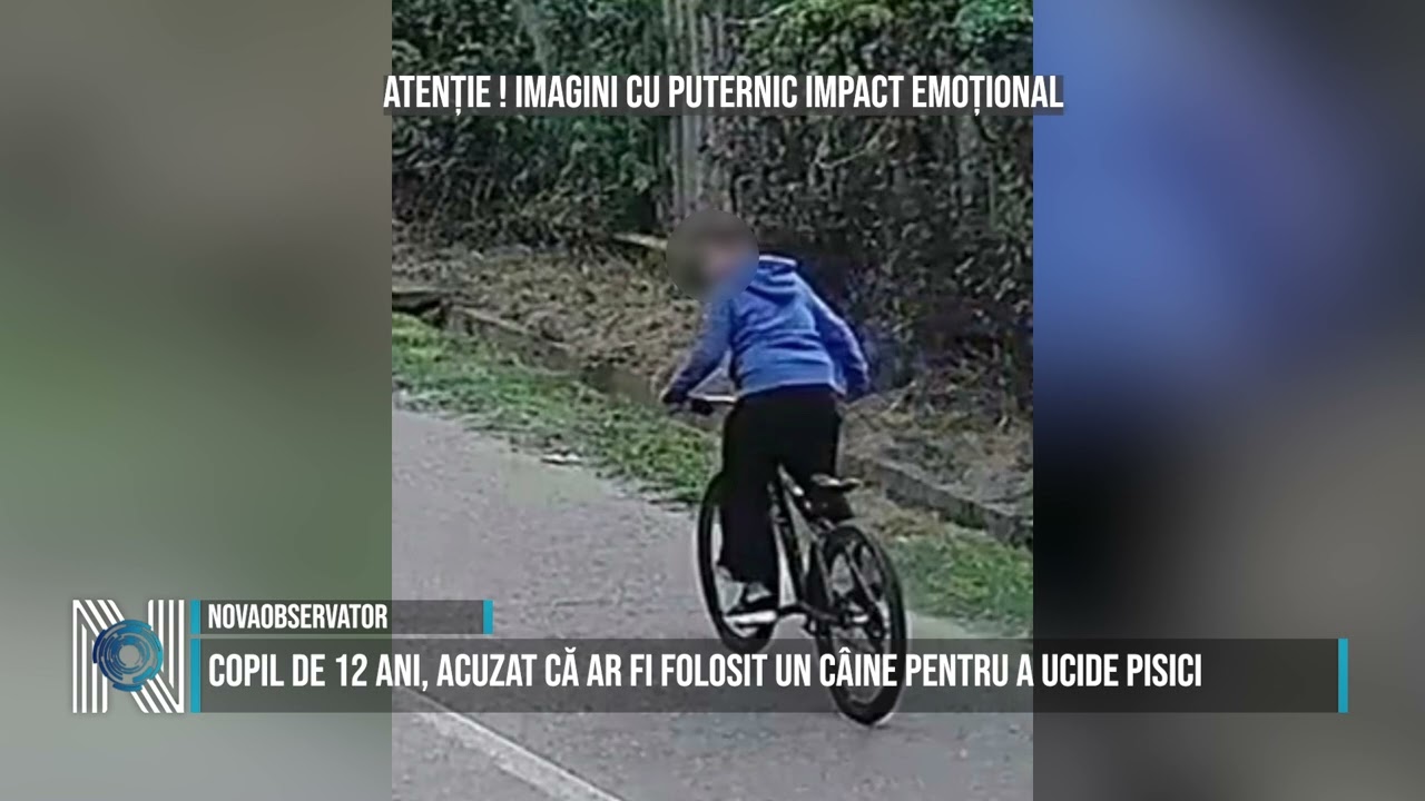 Copil de 12 ani, acuzat că ar fi folosit un câine pentru a ucide pisici