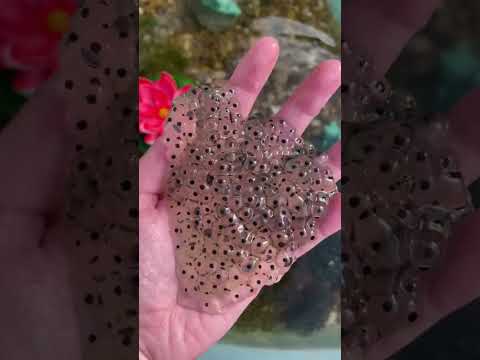 Frog Eggs Found in a swamp 🐸 #shorts