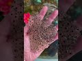 Frog Eggs Found in a swamp 🐸 #shorts
