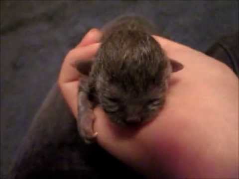 Tiny kitten rescued from trash bin
