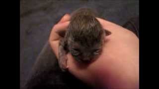 Tiny kitten rescued from trash bin