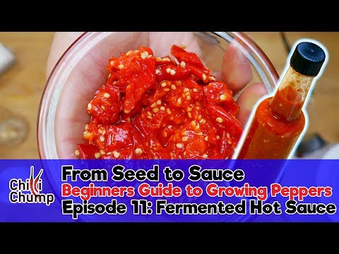 How to make Fermented Hot Sauce