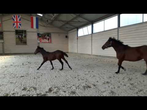 Cherry Lady & Colt by Diarado / 25.09.2016 / halle