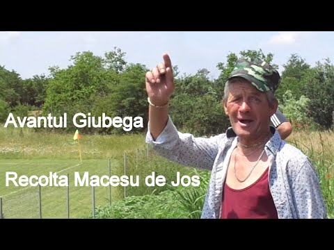 Avantul Giubega - Recolta Macesu de Jos 1-3 , L5 Dolj , 11.06.2023 , p1