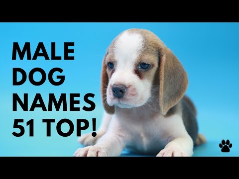 🐶 Male Dog Names ♂️ 51 BEST 🐾 CUTE 🐾 UNIQUE 🐾 TOP 🐾 Ideas | Names