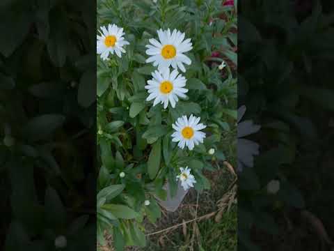 #Gomathi #Vignesh #Summer #Flower #Canada #Canadalife