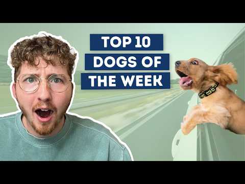 A Tie For Our #1 Spot | Top 10 Dogs of the Week
