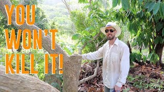Pruning an Older Mango Tree for Easier Picking and Better Fruit