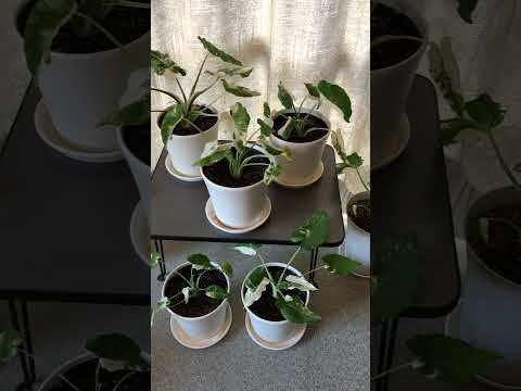 クワズイモの屋外には明るい間接光が必要です