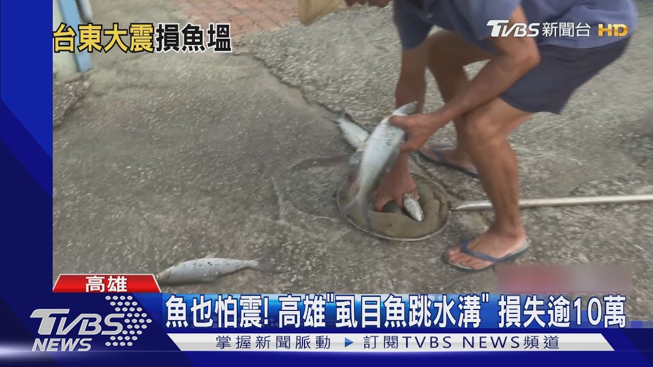 魚也怕震! 高雄「虱目魚跳水溝」損失逾10萬
