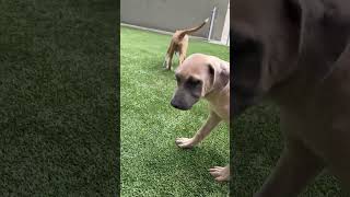 Video preview image #1 American Pit Bull Terrier-Unknown Mix Puppy For Sale in Berkeley, CA, USA
