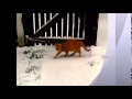 Scooby The Ginger Cat In The Snow