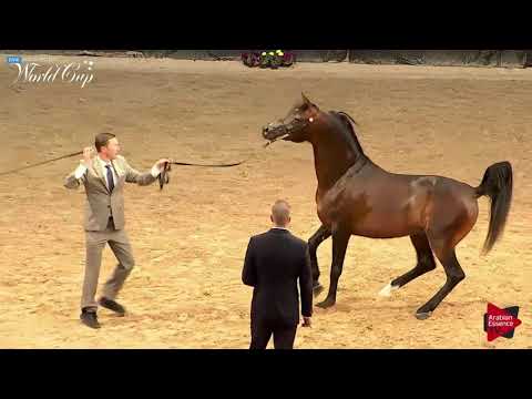 N.275 SULTAN GK - LAS VEGAS 2019 - Arabian World Cup Senior Breeding Stallions (Class 124).mp4
