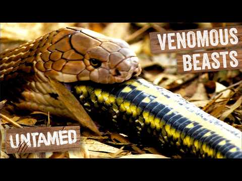 Tracking The Most Dangerous Snakes In The World | Cobra Mafia