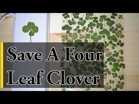 History of the Four Leaf Clover & Clover Crafts - Southern Conservation  Trust