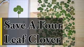 How to Save a Four Leaf Clover