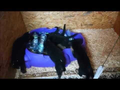 E-Wurf von Pike´s Spirit Tag 43 (19.01.2018)