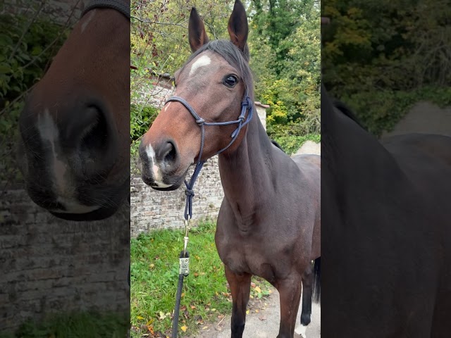 Superbe jument Pur-Sang de 6 ans – 1m65 – Bai élégante 