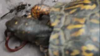 preview picture of video 'Nubby, the worm-eating turtle :D'
