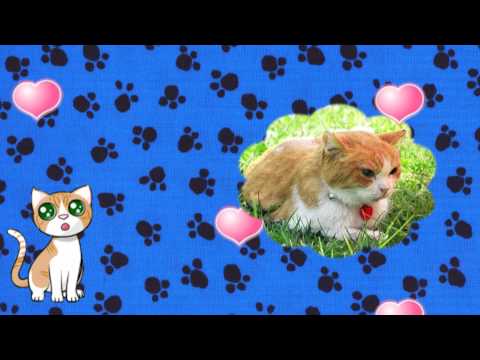 Wiener Sängerknaben-Mozart "Wiegenlied"(Cradle Song)/Choki the cat (天使になった猫チョキ)