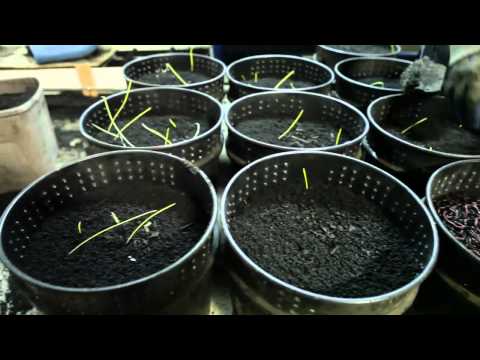 The worm farm business at Unco Industries is an example of soaring prices and profit for worm waste