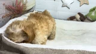 ハーフ犬の動画01